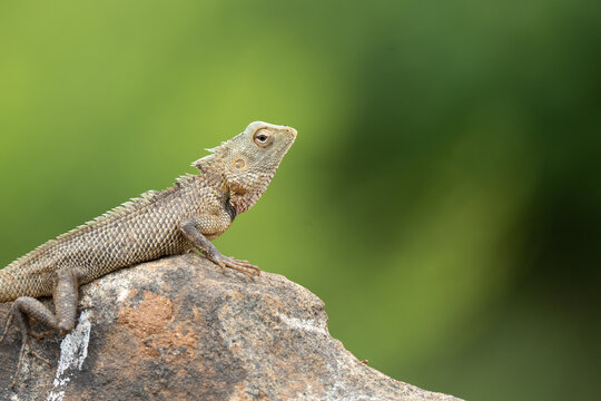 Oriental garden lizard (Calotes versicolor) sitting on a stone