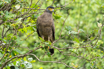 serpent eagle bird looking for the food