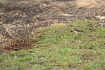 Western yellow wagtail on grass,