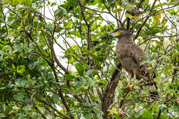 serpent eagle bird looking for the food