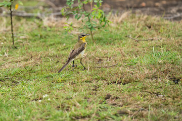 Western yellow wagtail on grass,