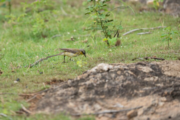 Western yellow wagtail on grass,
