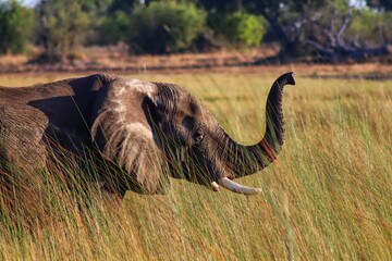 elephant in the grassland 