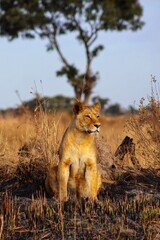 lion in the grassland 