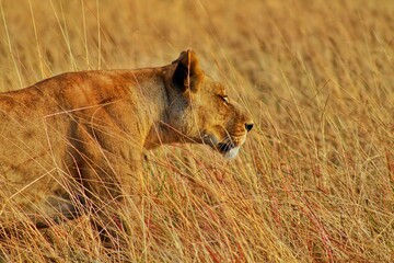 lioness in the grass
