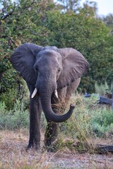 elephant in the wild 