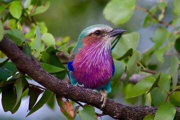lilac breasted roller