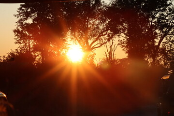 sunset through trees 