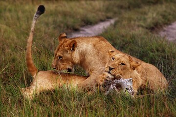 lion brothers playing 
