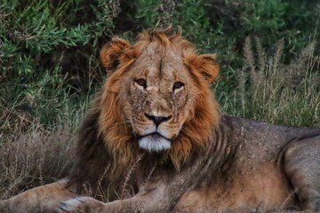 Fototapeta premium lion portrait 