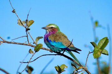 lilac roller bird on a branch 
