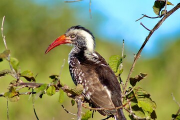 red billed hornbill © Jayme