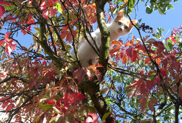 Młody rudo-biały kociak na drzewie. A young red and white kitten on a tree.