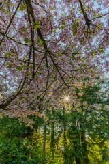Sun shines through the Magnoila tree