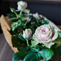 on a black background, soft pink roses with sparkles on the buds