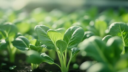Fototapeta premium Growing green leafy plants in soil for fresh harvest