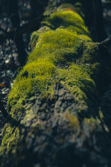 moss on the tree