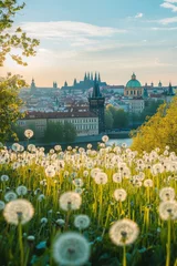  Dandelions field, Prague cityscape sunrise, travel postcard © arlisa