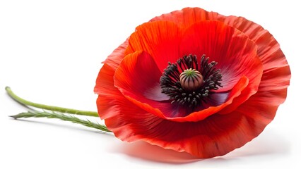 Single Red Poppy Flower on White Background