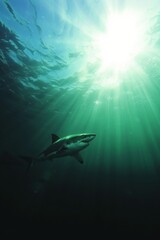 Fototapeta premium Great white shark in dark waters. Ocean apex predator. Marine life, shark. 