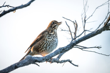 Song thrush perched in a tree singing in the early morning sun 