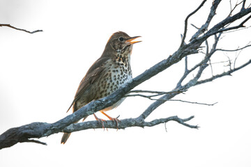 Song thrush perched in a tree singing in the early morning sun 