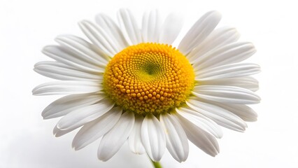 Fototapeta premium Single White Daisy Flower Close-up on White Background