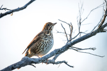 Song thrush perched in a tree singing in the early morning sun 