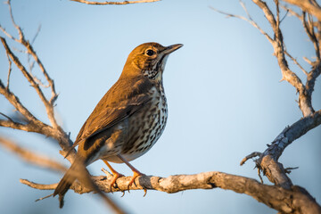 Song thrush perched in a tree singing in the early morning sun 