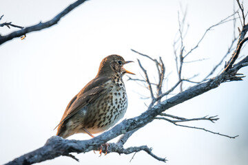 Song thrush perched in a tree singing in the early morning sun 