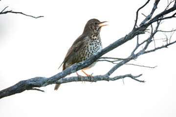 Song thrush perched in a tree singing in the early morning sun 