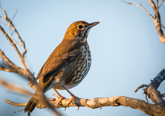 Song thrush perched in a tree singing in the early morning sun 