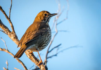 Song thrush perched in a tree singing in the early morning sun 