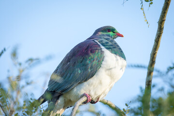 New Zealand Wood Pigeon or Kereru perched in a tree