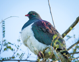 New Zealand Wood Pigeon or Kereru perched in a tree