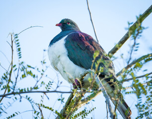New Zealand Wood Pigeon or Kereru perched in a tree