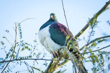 New Zealand Wood Pigeon or Kereru perched in a tree