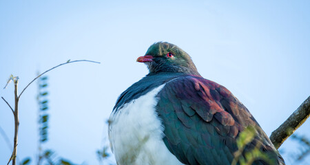New Zealand Wood Pigeon or Kereru perched in a tree