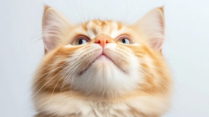 Fototapeta premium Adorable Ginger Cat Looking Up. Generative AI