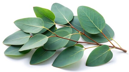 Obraz premium Eucalyptus Branch with Green Leaves
