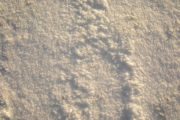 Surface of pure white snow.Winter image.