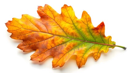 Fototapeta premium Single Autumn Oak Leaf on White Background