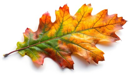 Fototapeta premium Autumn Oak Leaf