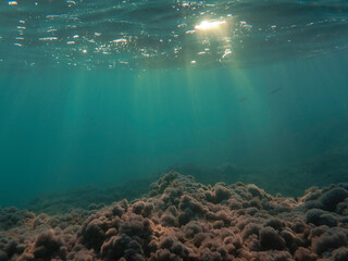 Dark blue ocean surface seen from underwater. Abstract waves underwater and rays of sunlight...