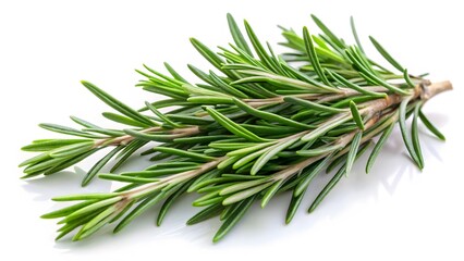 Fototapeta premium Fresh Rosemary Sprig on White Background