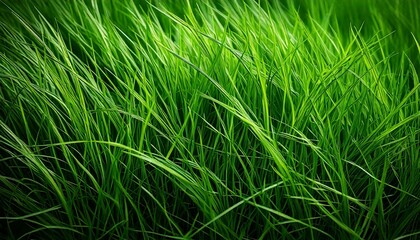 Fototapeta premium green grass background