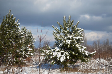 Young pine trees covered with a thick layer of snow on a winter sunny day after a heavy snowfall the previous day. Picturesque winter scene.