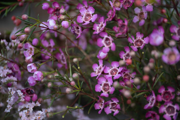 Fototapeta premium A close-up of vibrant pink waxflowers with delicate petals and intricate details, set against a softly blurred background.