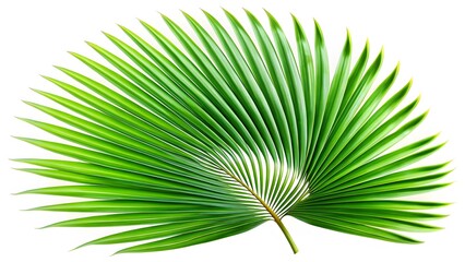 Fototapeta premium Lush Green Palm Leaf Frond Isolated on White Background