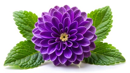 Purple Dahlia with Mint Leaves